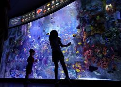 enjoying the new england aquarium