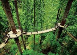 capilano suspension bridge vancouver